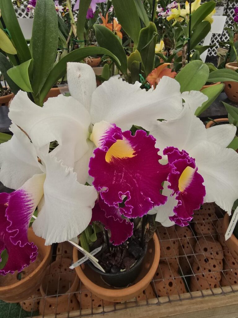 A Cattleya Melody fair orchid hybrid sample from The House of Orchids