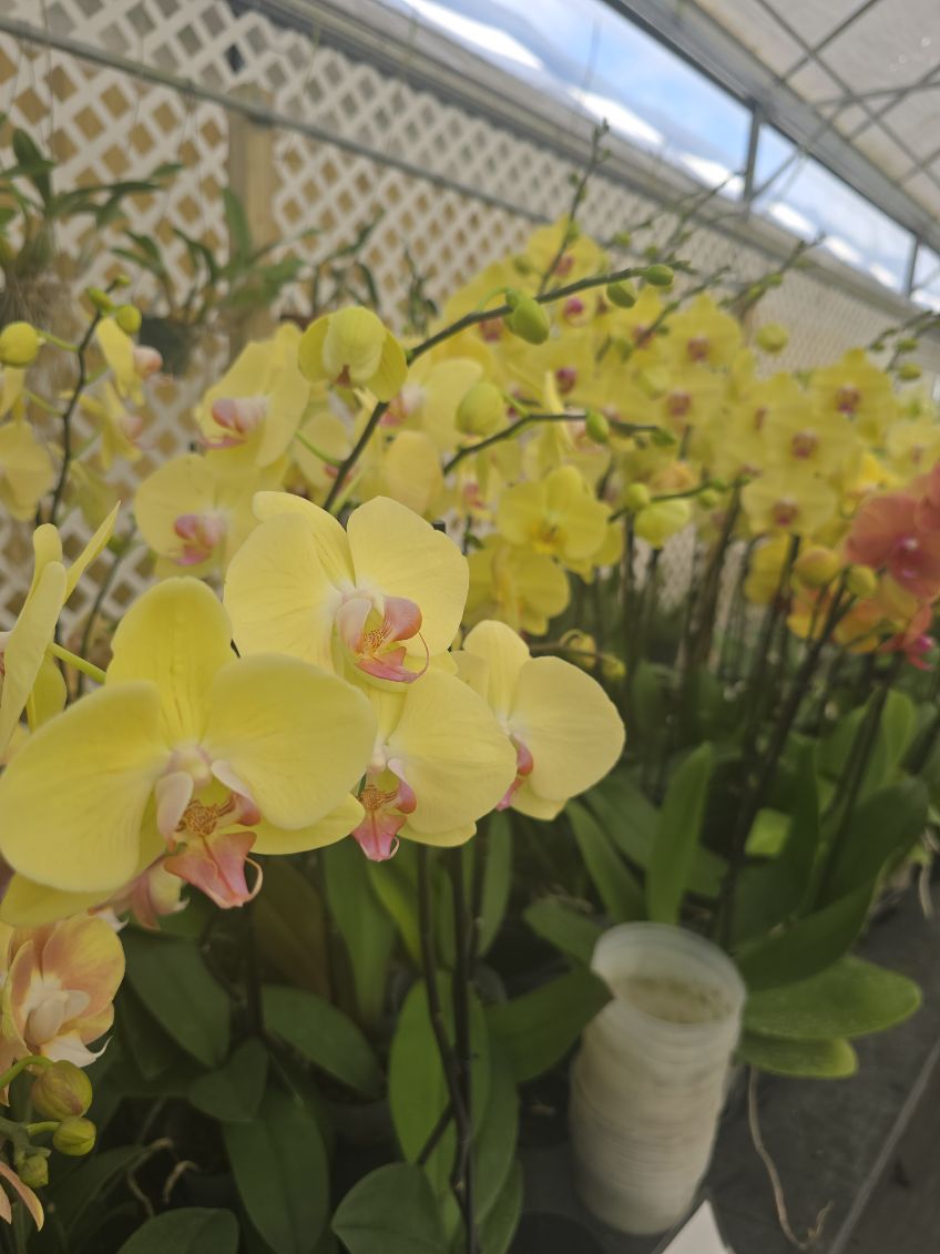 A yellow Moth Orchid (Phalaepnosis) orchid sample from The House of Orchids