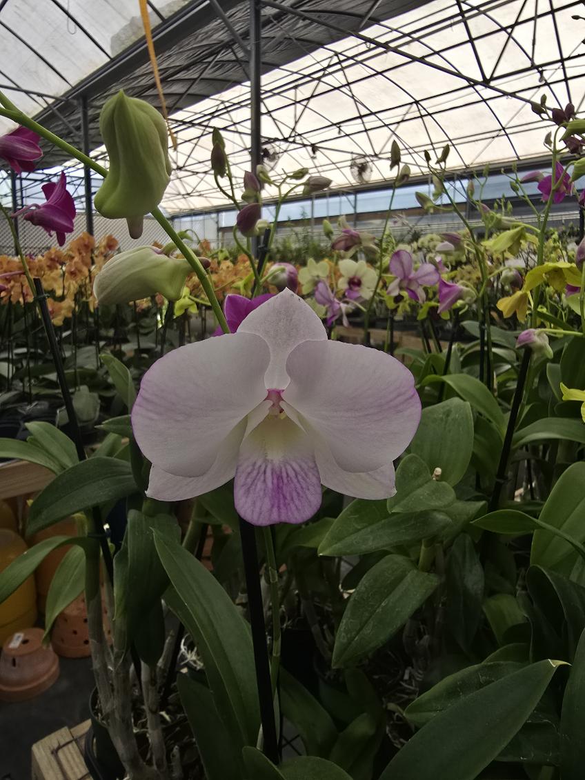 A white moth (phalaepnosis) orchid sample from The House of Orchids