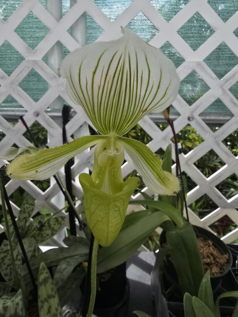 A green Paphiopedilum Maudiae orchid sample from The House of Orchids