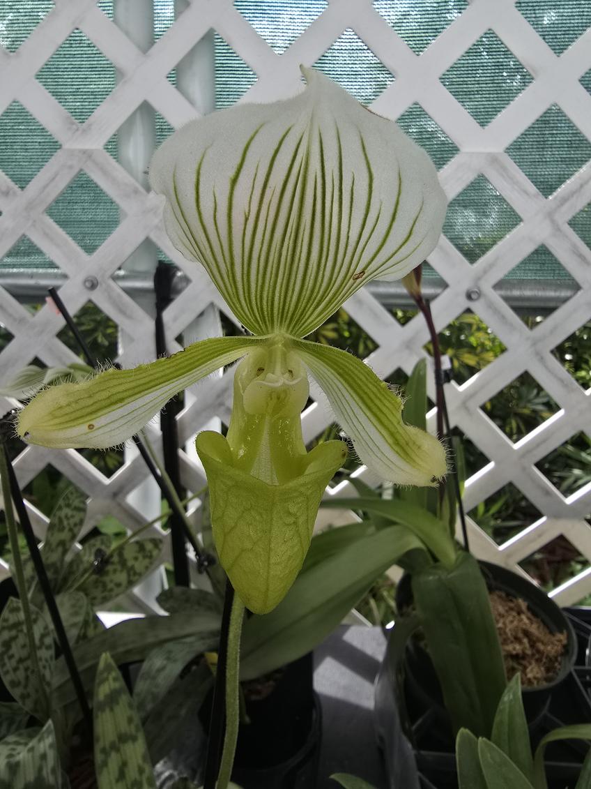 A green Paphiopedilum Maudiae orchid sample from The House of Orchids