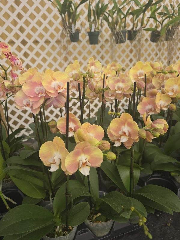 A yellow Cattleya orchid sample from The House of Orchids