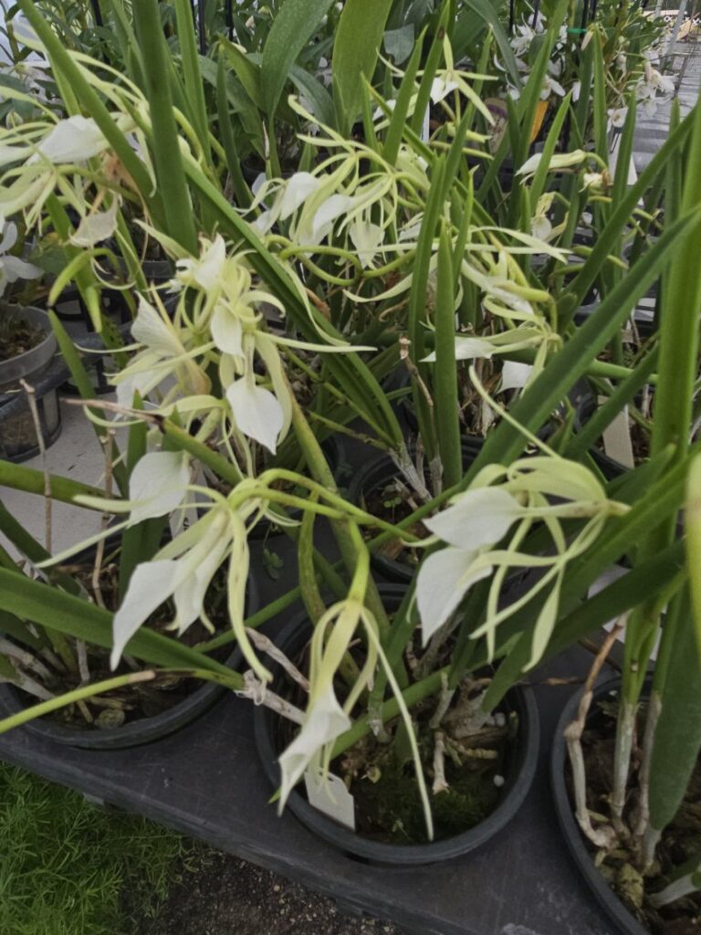 A yellow phragmipedium orchid sample from The House of Orchids